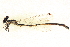  ( - BIOUG02811-H03)  @11 [ ] CreativeCommons - Attribution (2012) CBG Photography Group Centre for Biodiversity Genomics