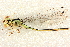  ( - BIOUG02812-A07)  @11 [ ] CreativeCommons - Attribution (2012) CBG Photography Group Centre for Biodiversity Genomics