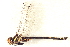  ( - BIOUG02812-B10)  @13 [ ] CreativeCommons - Attribution (2012) CBG Photography Group Centre for Biodiversity Genomics