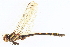  ( - BIOUG02812-B11)  @14 [ ] CreativeCommons - Attribution (2012) CBG Photography Group Centre for Biodiversity Genomics