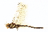  (Cordulegaster dorsalis - BIOUG02812-C01)  @14 [ ] CreativeCommons - Attribution (2012) CBG Photography Group Centre for Biodiversity Genomics