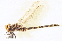  (Cordulegaster sayi - BIOUG02812-C04)  @14 [ ] CreativeCommons - Attribution (2012) CBG Photography Group Centre for Biodiversity Genomics