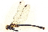  ( - BIOUG02812-F12)  @11 [ ] CreativeCommons - Attribution (2012) CBG Photography Group Centre for Biodiversity Genomics