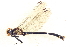  ( - BIOUG02812-G01)  @11 [ ] CreativeCommons - Attribution (2012) CBG Photography Group Centre for Biodiversity Genomics