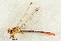  (Stylurus ivae - BIOUG02812-G12)  @11 [ ] CreativeCommons - Attribution (2012) CBG Photography Group Centre for Biodiversity Genomics