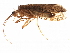  (Agrypnia improba - BIOUG02798-D06)  @14 [ ] CreativeCommons - Attribution (2012) CBG Photography Group Centre for Biodiversity Genomics