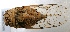  ( - MACN-Bar-Ins-ct 05406)  @11 [ ] Copyright (2015) MACN Museo Argentino de Ciencias Naturales 'Bernardo Rivadavia'