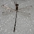  (Lestes pictus - MACN-Bar-Ins-ct 05834)  @11 [ ] Copyright (2015) MACN Museo Argentino de Ciencias Naturales 'Bernardo Rivadavia'