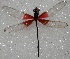  (Hetaerina rosea - MACN-Bar-Ins-ct 05860)  @11 [ ] Copyright (2015) MACN Museo Argentino de Ciencias Naturales 'Bernardo Rivadavia'