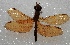  ( - MACN-Bar-Ins-ct 05901)  @11 [ ] Copyright (2015) MACN Museo Argentino de Ciencias Naturales 'Bernardo Rivadavia'