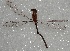  ( - MACN-Bar-Ins-ct 05906)  @11 [ ] Copyright (2015) MACN Museo Argentino de Ciencias Naturales 'Bernardo Rivadavia'