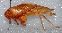  (Microcentrum marginatum - MACN-Bar-Ins-ct 06300)  @11 [ ] Copyright (2015) MACN Museo Argentino de Ciencias Naturales 'Bernardo Rivadavia'