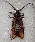 ( - MACN-Bar-Ins-ct 06595)  @11 [ ] Copyright (2015) MACN Museo Argentino de Ciencias Naturales 'Bernardo Rivadavia'