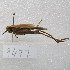  ( - MACN-Bar-Ins-ct-09477)  @11 [ ] Copyright (2024) MACN Museo Argentino de Ciencias Naturales "Bernardino Rivadavia"