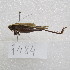  ( - MACN-Bar-Ins-ct-09484)  @11 [ ] Copyright (2024) MACN Museo Argentino de Ciencias Naturales "Bernardino Rivadavia"