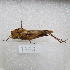  (Xyleus - MACN-Bar-Ins-ct-09485)  @11 [ ] Copyright (2024) MACN Museo Argentino de Ciencias Naturales "Bernardino Rivadavia"