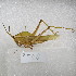  (Prionolopha - MACN-Bar-Ins-ct-09540)  @11 [ ] Copyright (2024) MACN Museo Argentino de Ciencias Naturales "Bernardino Rivadavia"