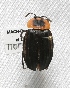  (Silphidae - MACN-Bar-Ins-ct 00276)  @13 [ ] Copyright (2012) MACN Museo Argentino de Ciencias Naturales "Bernardino Rivadavia"