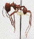  ( - MACN-Bar-Ins-ct 02514)  @13 [ ] Copyright (2011) MACN Museo Argentino de Ciencias Naturales 