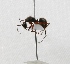  ( - MACN-Bar-Ins-ct 02840)  @13 [ ] Copyright (2011) MACN Museo Argentino de Ciencias Naturales 