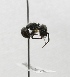  ( - MACN-Bar-Ins-ct 02841)  @13 [ ] Copyright (2011) MACN Museo Argentino de Ciencias Naturales 