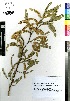  (Prosopis glandulosa var. Torreyana - C-L_R-0031)  @11 [ ] CreativeCommons - Attribution Non-Commercial Share-Alike (2012) Mamadi Theresa Sethusa University of Johannesburg
