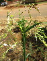 ( - KMS-0086)  @11 [ ] CreativeCommons - Attribution Non-Commercial Share-Alike (2012) Mamadi Theresa Sethusa University of Johannesburg