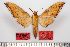  ( - BC-Ivsh00755)  @11 [ ] CreativeCommons - Attribution Non-Commercial Share-Alike (2014) Nikolay Ivshin Laboratory of Comparative Genetics of Animals, Vavilov Institute of General Genetics, Moscow