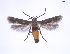  (Eretmocera artemisiae - SDNU-INS-00094)  @11 [ ] CreativeCommons - Attribution Non-Commercial Share-Alike (2020) Tengteng Liu Shandong Normal University