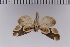  (Cymatophoropsis trimaculata - SDNU-INS-01198)  @11 [ ] CreativeCommons - Attribution Non-Commercial Share-Alike (2020) Tengteng Liu Shandong Normal University