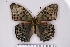  (Argynnis zenobia - SDNU-INS-03583)  @11 [ ] CreativeCommons - Attribution Non-Commercial Share-Alike (2021) Tengteng Liu Shandong Normal University