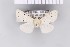  (Spilosoma punctaria - SDNU-INS-04169)  @11 [ ] CreativeCommons - Attribution Non-Commercial Share-Alike (2021) Tengteng Liu Shandong Normal University