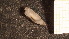  (Uteriporidae - MACQ-192550)  @11 [ ] CreativeCommons - Attribution Share-Alike (2025) Unspecified Universite de Bourgogne, Biogeosciences