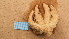  ( - NIWA_129177)  @11 [ ] CreativeCommons - Attribution Share-Alike (2025) Unspecified Universite de Bourgogne, Biogeosciences