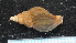  (Pareuthria fuscata - NIWA_141644.1)  @11 [ ] CreativeCommons - Attribution Share-Alike (2025) Unspecified Universite de Bourgogne, Biogeosciences