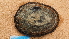  (Cellana strigilis - NIWA_141654.1)  @11 [ ] CreativeCommons - Attribution Share-Alike (2025) Unspecified Universite de Bourgogne, Biogeosciences