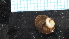  (Cantharidus - NIWA_141659.1)  @11 [ ] CreativeCommons - Attribution Share-Alike (2025) Unspecified Universite de Bourgogne, Biogeosciences