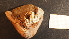  (Spirobranchus cariniferus - NZ24_DUN_MID_Q10.1_ANE_J)  @11 [ ] CreativeCommons - Attribution Share-Alike (2025) Unspecified Universite de Bourgogne, Biogeosciences