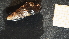  ( - NZ24_DUN_MID_Q4.2_GAS_T)  @11 [ ] CreativeCommons - Attribution Share-Alike (2025) Unspecified Universite de Bourgogne, Biogeosciences