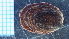  ( - UOTA-HC-AI-01)  @11 [ ] CreativeCommons - Attribution Share-Alike (2025) Unspecified Universite de Bourgogne, Biogeosciences