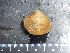  (Mactra isabelleana - CNP-INV 678)  @11 [ ] Copyright (2013) Unspecified CENPAT