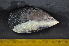  (Aulacomya - CNP-INV-972)  @13 [ ] Copyright (2013) Unspecified CENPAT