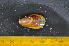  ( - CNP-INV-981)  @11 [ ] Copyright (2013) Unspecified CENPAT