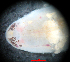  (Amphiporus sp1 - CNP-INV 1706)  @11 [ ] Copyright (2014) Unspecified CENPAT