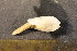  (Barnea lamellosa - CNP-INV-1515)  @11 [ ] Copyright (2013) Unspecified CENPAT
