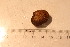  (Cyclocardia astartoides - cnp-inv 1806)  @11 [ ] Copyright (2014) Unspecified CENPAT