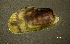  ( - BGE_00648_A01)  @11 [ ] CreativeCommons Attribution Non-Commercial (2024) Stefania Klayn Bulgarian Academy of Sciences, Institute of Biodiversity and Ecosystem Research