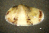  ( - BGE_00648_A05)  @11 [ ] CreativeCommons Attribution Non-Commercial (2024) Stefania Klayn Bulgarian Academy of Sciences, Institute of Biodiversity and Ecosystem Research