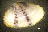  ( - BGE_00648_A12)  @11 [ ] CreativeCommons Attribution Non-Commercial (2024) Stefania Klayn Bulgarian Academy of Sciences, Institute of Biodiversity and Ecosystem Research