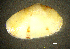  ( - BGE_00648_B02)  @11 [ ] CreativeCommons Attribution Non-Commercial (2024) Stefania Klayn Bulgarian Academy of Sciences, Institute of Biodiversity and Ecosystem Research